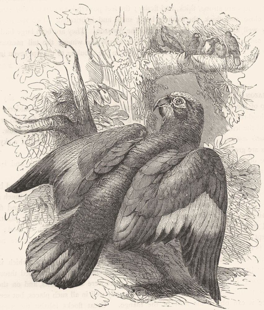 BRAZIL. Cracker. Parrot. Amazon c1870 old antique vintage print picture